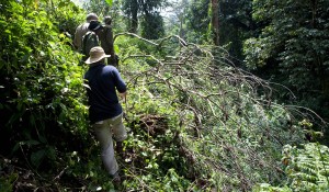 gorilla tracking