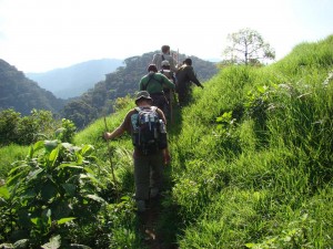 gorilla tracking