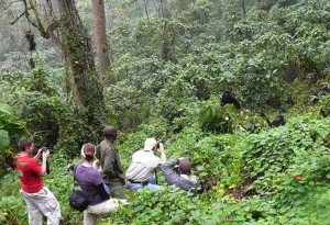 gorilla tracking