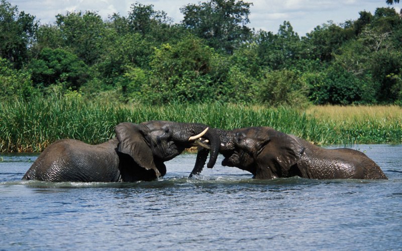 Wildlife Safari to Murchison Falls