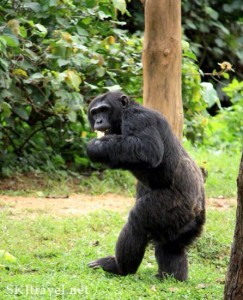 photo - Bikwasi tours and travel