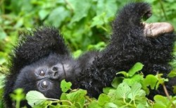 gorilla