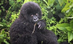 gorilla