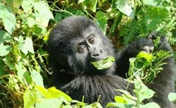 gorilla
